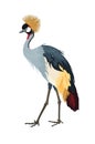 Grey Crowned Crane. Water bird. Vector illustration.