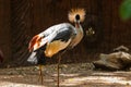 Grey crowned craneBalearica regulorum,bird,animal, wildlife,zoo. Royalty Free Stock Photo