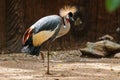 Grey crowned craneBalearica regulorum,bird,animal, wildlife,zoo. Royalty Free Stock Photo