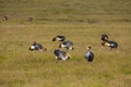 Grey crowned cranebalearica regulorum Royalty Free Stock Photo