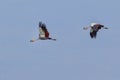 Grey Crowned Cranes Flying Royalty Free Stock Photo