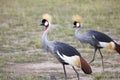 Grey Crowned Cranes, Kenya