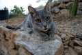 Grey Curious Cat Cautiously Approaching