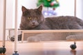 A grey curious chartreux is lying on the bottom shelf of trolley on wheels.