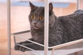 A grey curious chartreux is lying on the bottom shelf of trolley on wheels.