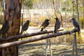 Grey Currawongs Royalty Free Stock Photo