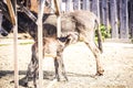 Grey cute baby donkey and mother. Royalty Free Stock Photo