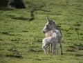 Grey cute baby donkey and mother on floral meadow Royalty Free Stock Photo