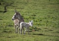 Grey cute baby donkey and mother on floral meadow Royalty Free Stock Photo