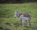 Grey cute baby donkey and mother on floral meadow Royalty Free Stock Photo