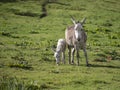 Grey cute baby donkey and mother on floral meadow Royalty Free Stock Photo