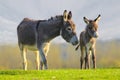 Cute baby donkey and mother on floral meadow