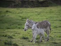 Grey cute baby donkey and mother on floral meadow Royalty Free Stock Photo