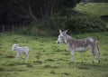 Grey cute baby donkey and mother on floral meadow Royalty Free Stock Photo