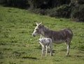 Grey cute baby donkey and mother on floral meadow Royalty Free Stock Photo