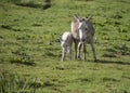 Grey cute baby donkey and mother on floral meadow Royalty Free Stock Photo