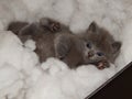 Grey cute kitty Royalty Free Stock Photo