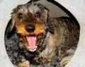 A grey dachshund Royalty Free Stock Photo