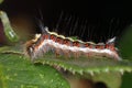 Grey Dagger Caterpillar, Acronicta psi macro image of Grey Dagger Moth Caterpillar on rose leaf.