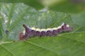 Grey Dagger Caterpillar