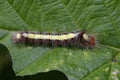 Grey Dagger Caterpillar