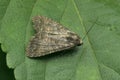 Grey dagger moth, Acronicta psi, Satara, Maharashtra