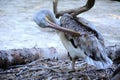 Grey Dalmatian pelican Royalty Free Stock Photo