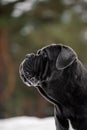 Grey dark Dog of breed mastino neapolitano Royalty Free Stock Photo