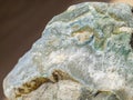 Grey and dark multicolored Agate, transparent quartz and Corallites, Natural treasure. Royalty Free Stock Photo