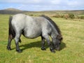 Grey Dartmoor pony grazing on moorland Royalty Free Stock Photo