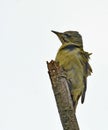 Grey deaded woodpecker Picus cenerinus