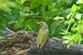 Grey deaded woodpecker Picus cenerinus