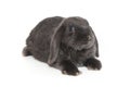 Grey decorative fold rabbit Royalty Free Stock Photo
