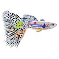 Grey decorative guppy fish