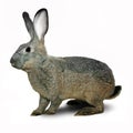 Grey decorative rabbit Royalty Free Stock Photo