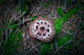 Grey detailed colorful fungi hat growing in the forest green mos