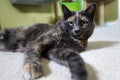 Grey Diluted Tortie Cat Royalty Free Stock Photo