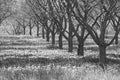 Grey and dismal row of apple trees in orchard