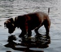 Grey dog looking in the water at his reflection 3