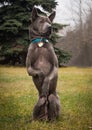 A Grey Dog Standing On Hind Legs
