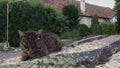 Grey domestic cat lying down on a stone in courtyard