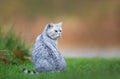 Grey domestic cat sitting on a grass Royalty Free Stock Photo