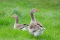 Grey domestic goose