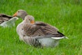 Grey domestic goose