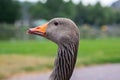 Grey domestic goose portrait. Close up image of goose\'s head, eyes and beak, neck. Gooses head in water droplets image