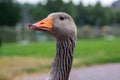 Grey domestic goose portrait. Close up image of goose\'s head, eyes and beak, neck. Royalty Free Stock Photo