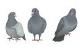 Grey Domestic Pigeon or Dove as Feathered Bird Vector Set