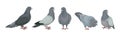 Grey Domestic Pigeon or Dove as Feathered Bird Vector Set