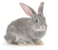 Grey domestic rabbit standing on white background looking forward Royalty Free Stock Photo