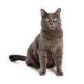 Grey Domestic Shorthair Cat Sitting Looking Forward